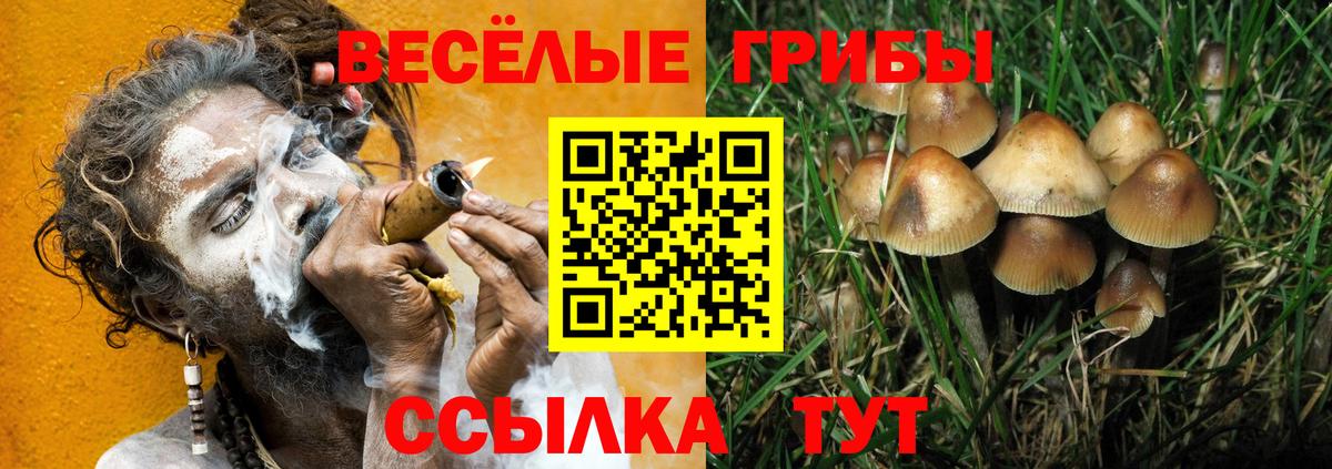 дарнет шоп  Вход с VPN  Псилоцибиновые грибы GOLDEN TEACHER  Миасс  Галлюциногенные грибы мухоморы 